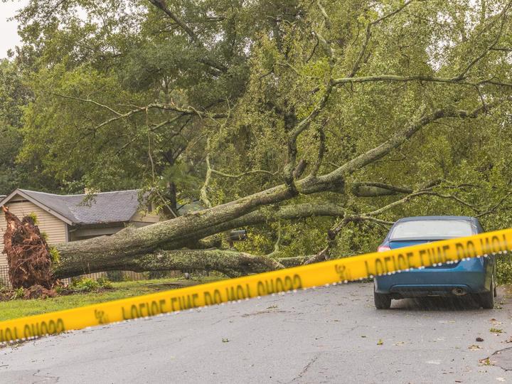 Warning tape in front of a downed tree near a blue car