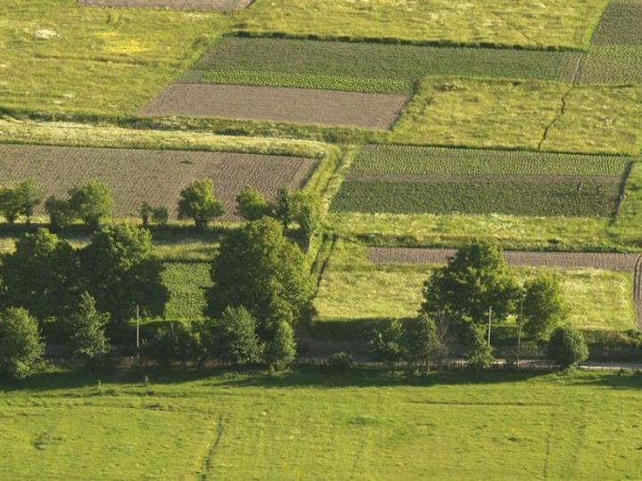 fields of grass