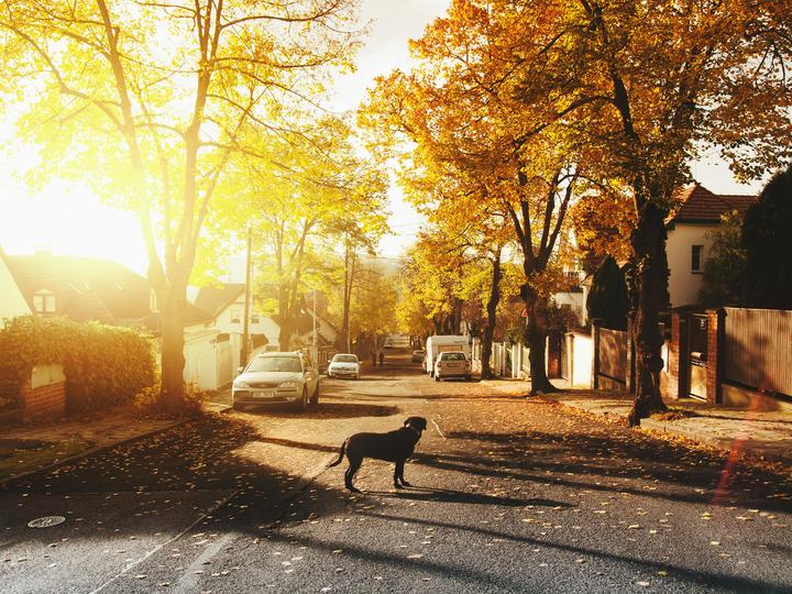 a small neighborhood street, a dog standing on the street, with the sun setting