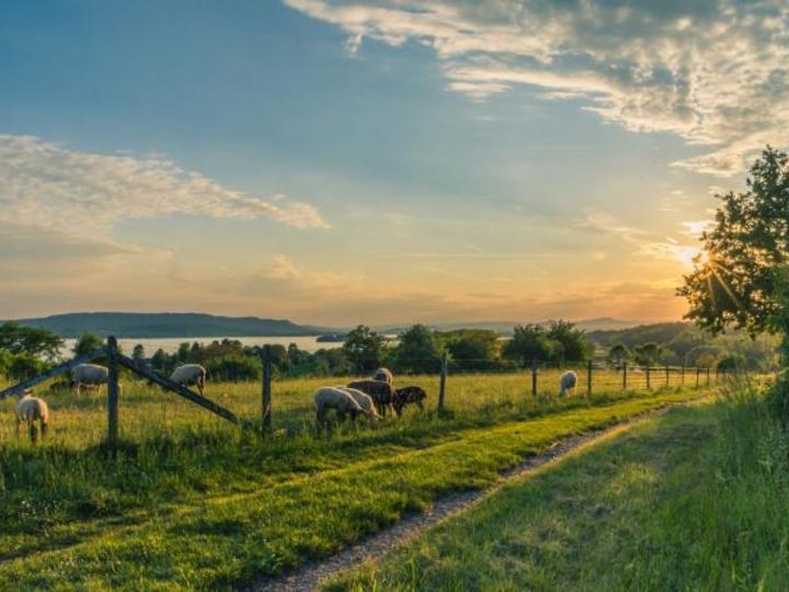 sunset on farmland with sheep