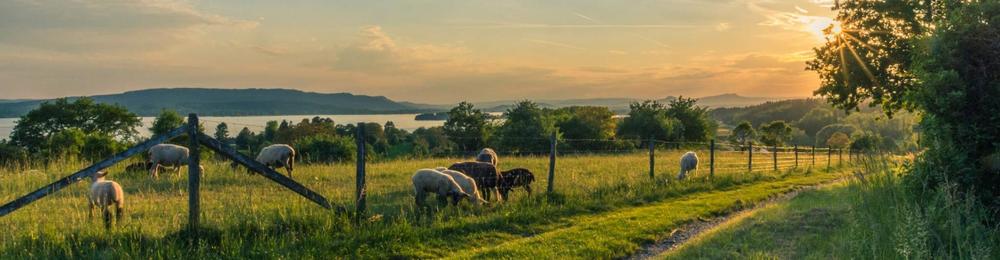 field with sheep and sun setting