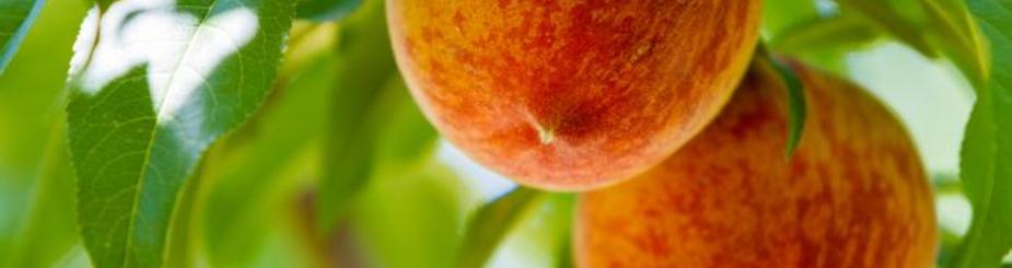 The peach is Georgia's state fruit and a prime state crop.